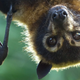 Image for article titled Going batshit for bat spit coffee